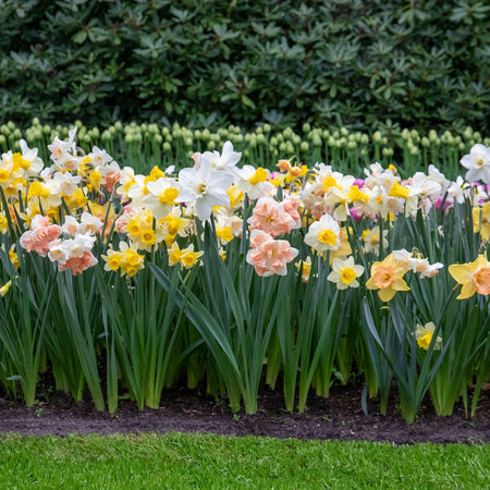 Daffodil 'Apricot Whirl'