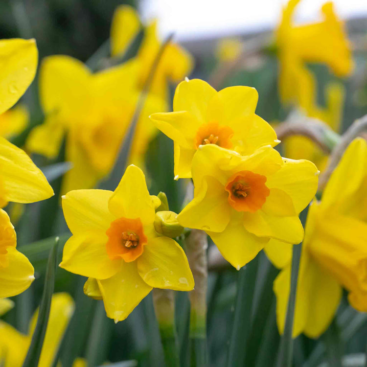 Daffodil Mix 'Yellow Shades'