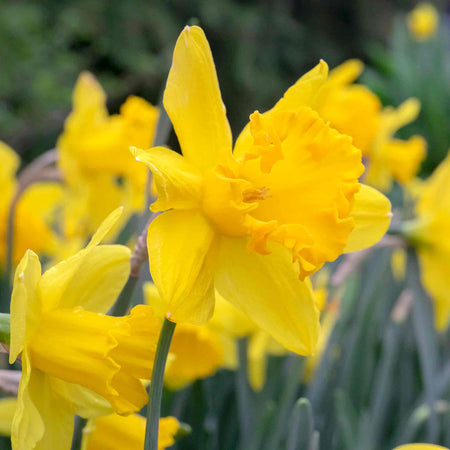 Daffodil Mix 'Yellow Shades'