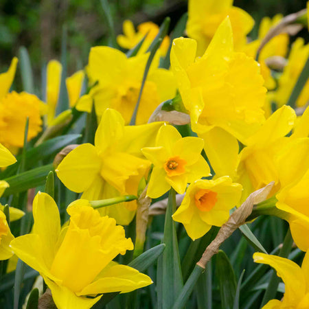 Daffodil Mix 'Yellow Shades'