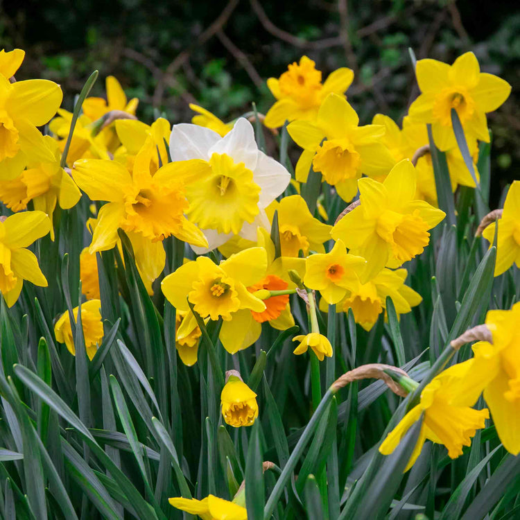 Daffodil Mix 'Yellow Shades'