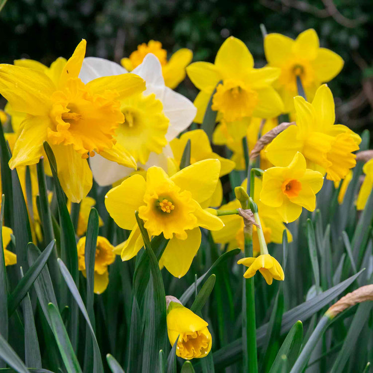 Daffodil Mix 'Yellow Shades'