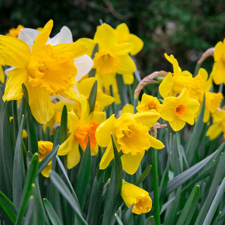 Daffodil Mix 'Yellow Shades'