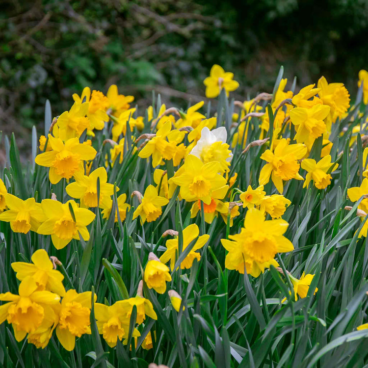 Daffodil Mix 'Yellow Shades'