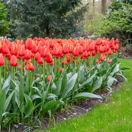 Tulip 'Worlds Favourite'