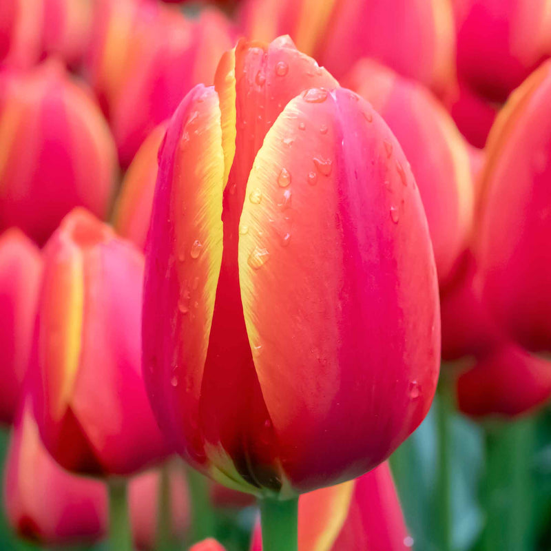 Tulip 'Worlds Favourite'