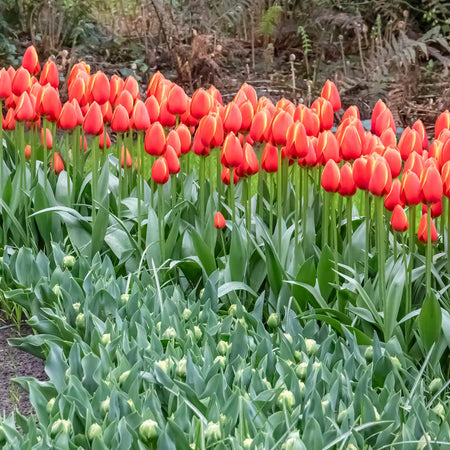 Tulip 'Worlds Favourite'