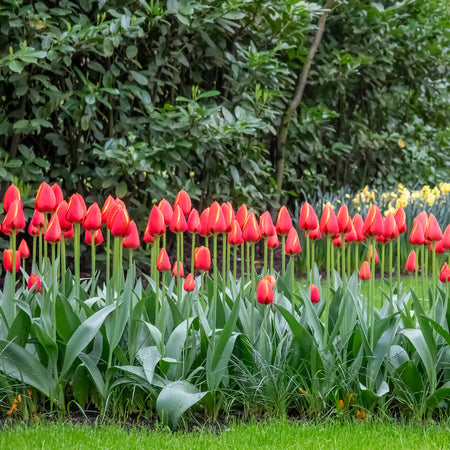 Tulip 'Worlds Favourite'