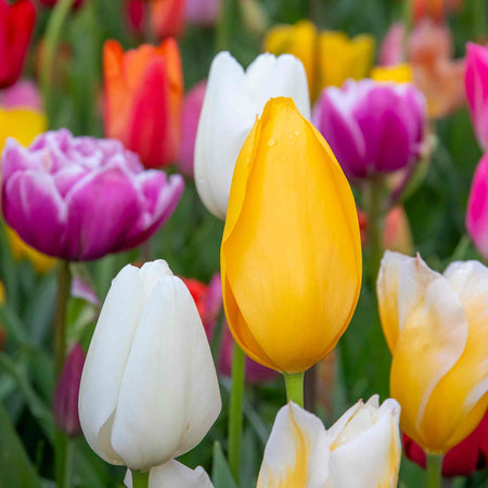 Tulip Mixed Border Collection