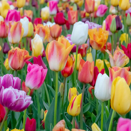 Tulip Mixed Border Collection