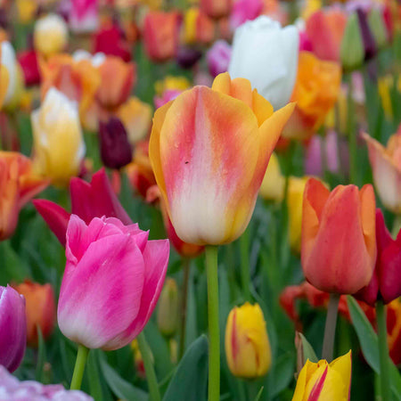 Tulip Mixed Border Collection