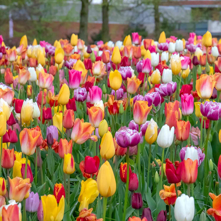 Tulip Mixed Border Collection