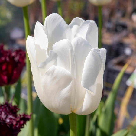 Tulip 'Clearwater'