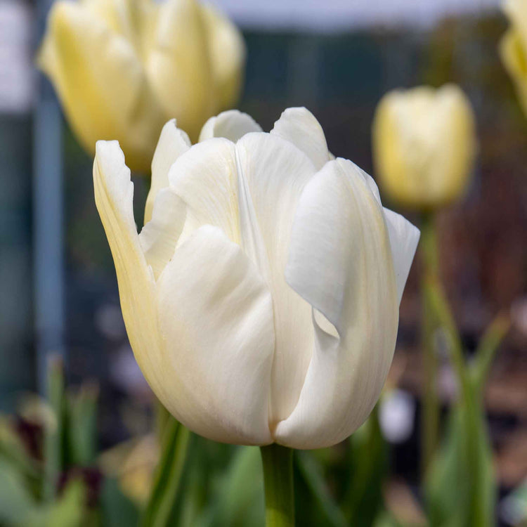 Tulip 'Clearwater'