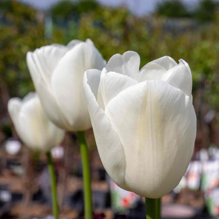 Tulip 'Clearwater'
