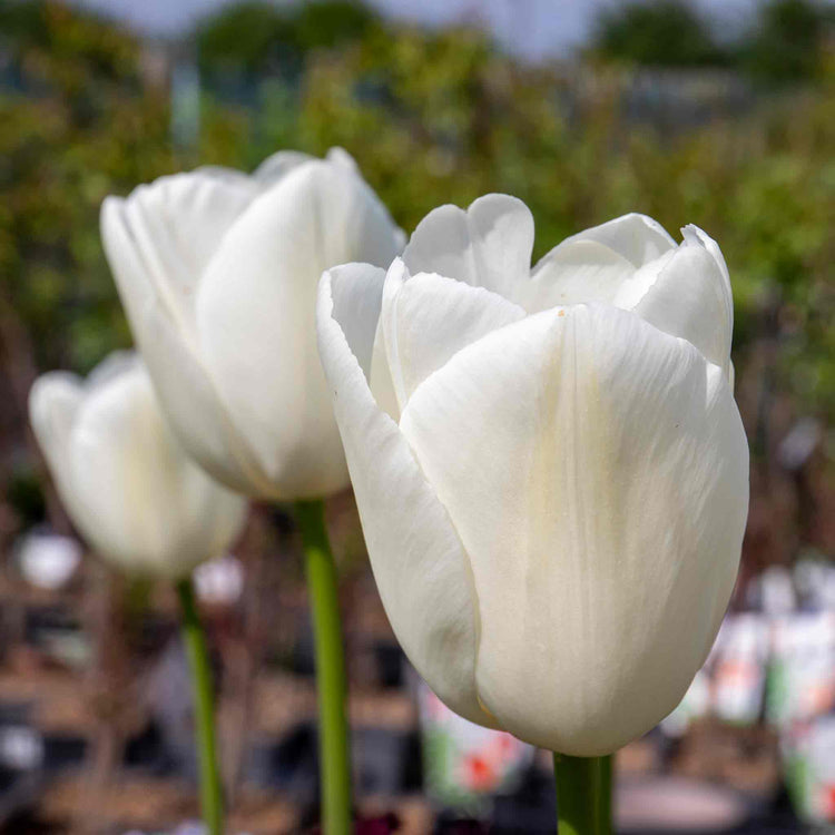 Tulip 'Clearwater'