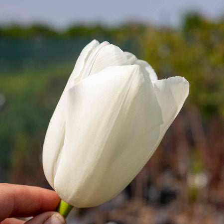 Tulip 'Clearwater'