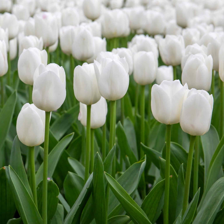 Tulip 'Clearwater'