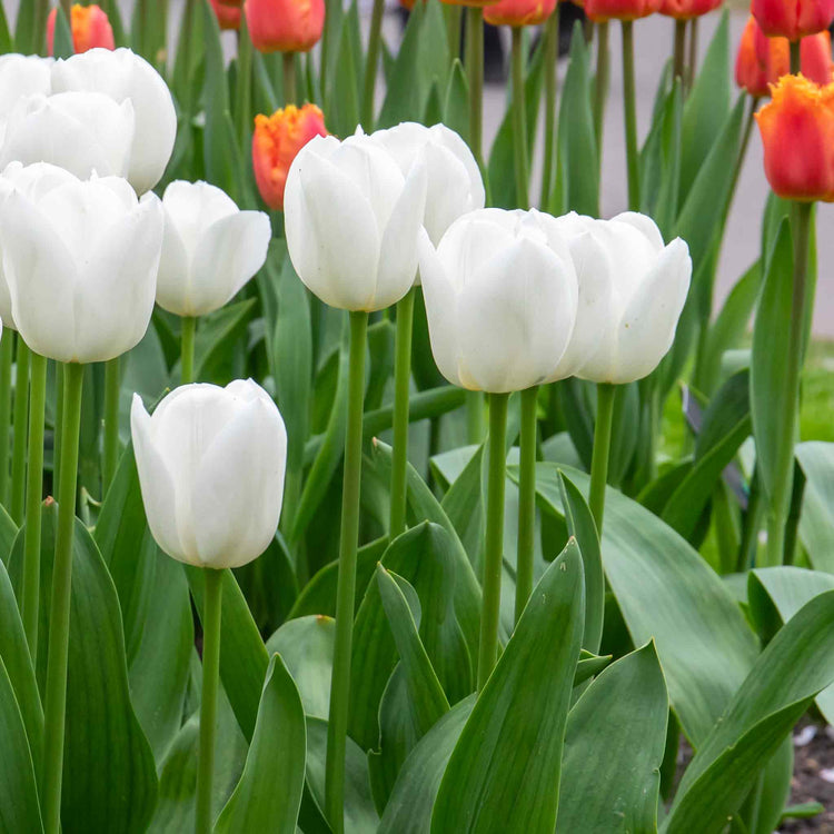 Tulip 'Clearwater'