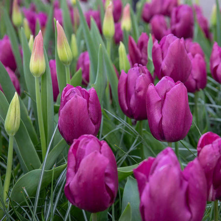 Tulip 'Purple Prince'