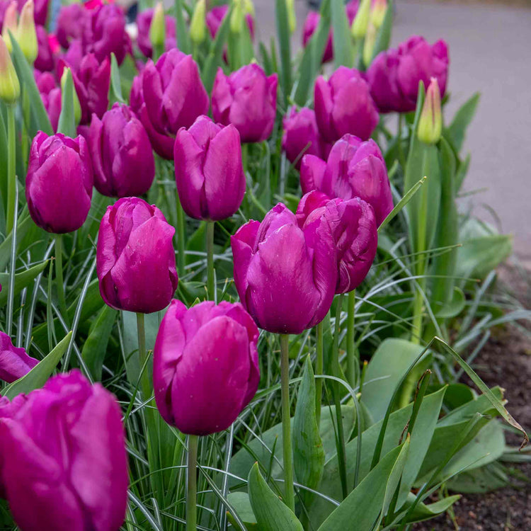 Tulip 'Purple Prince'