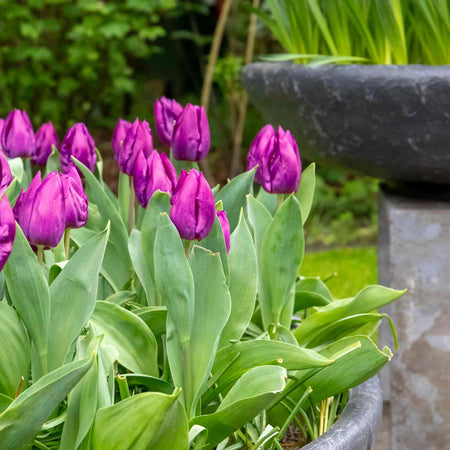 Tulip 'Purple Prince'
