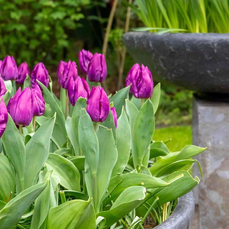 Tulip 'Purple Prince'