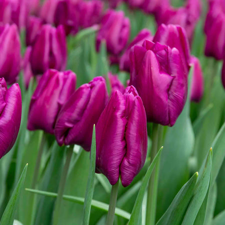 Tulip 'Purple Prince'