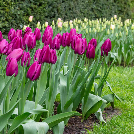 Tulip 'Purple Prince'