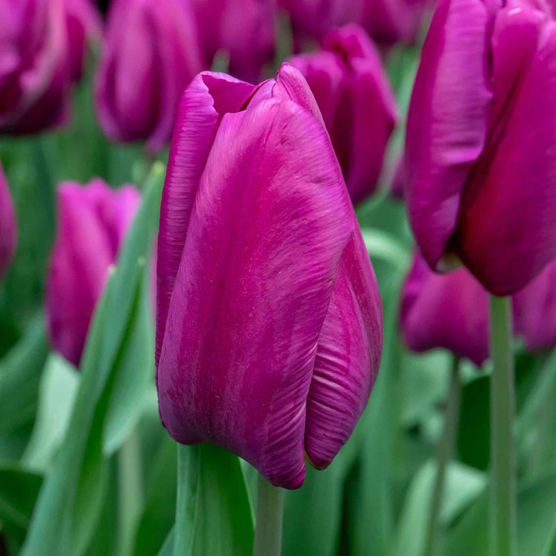 Tulip 'Purple Prince'