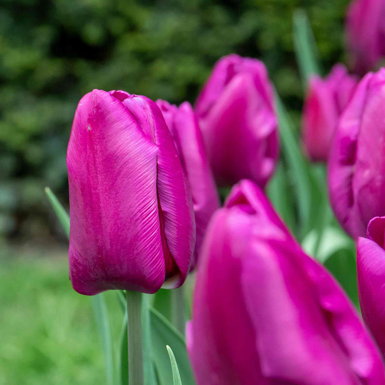 Tulip 'Purple Prince'