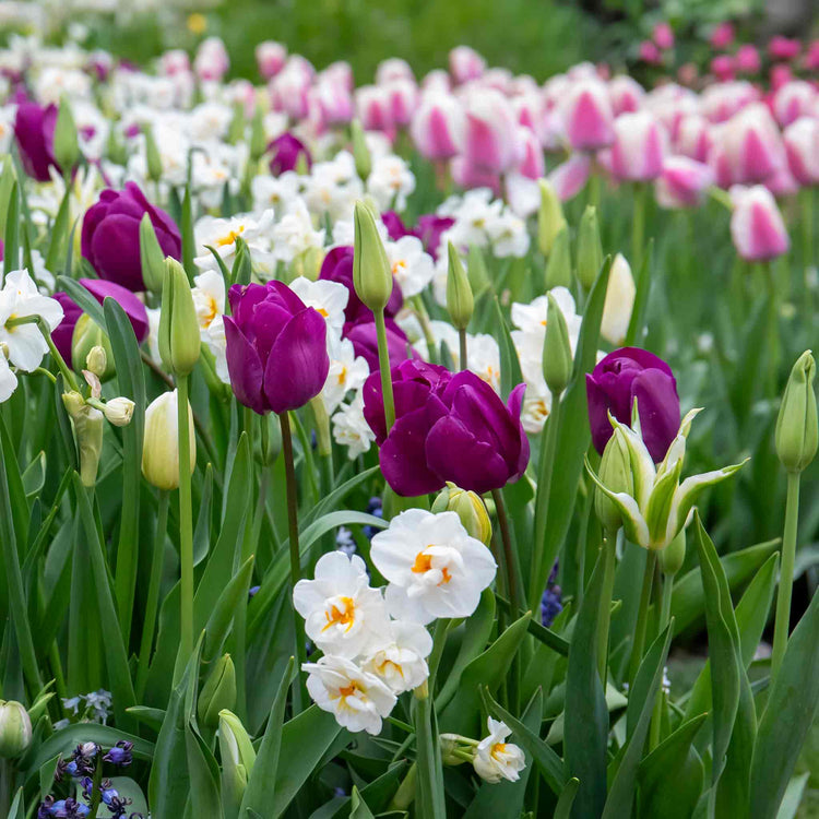 Tulip 'Purple Prince'