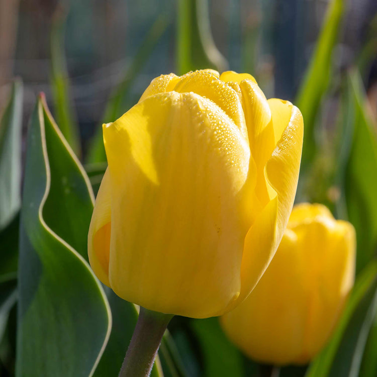 Tulip 'World Friendship'