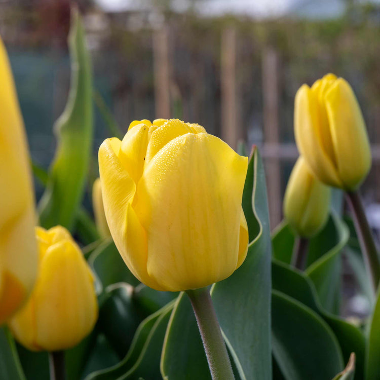 Tulip 'World Friendship'