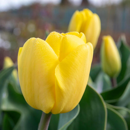 Tulip 'World Friendship'