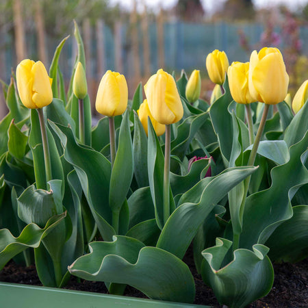 Tulip 'World Friendship'