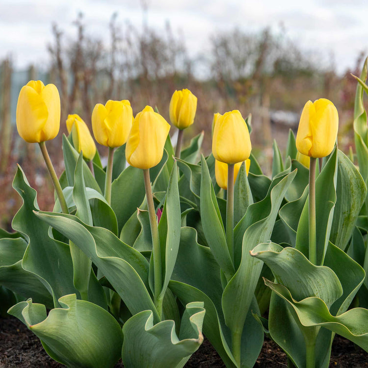 Tulip 'World Friendship'