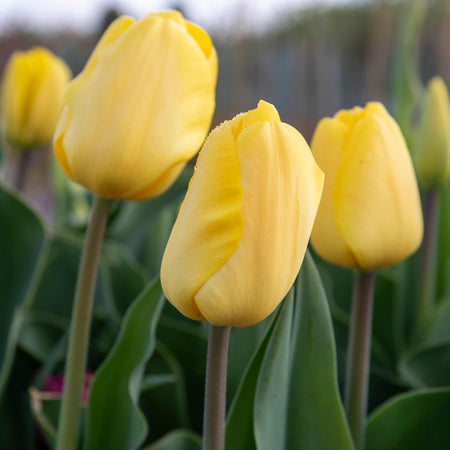 Tulip 'World Friendship'