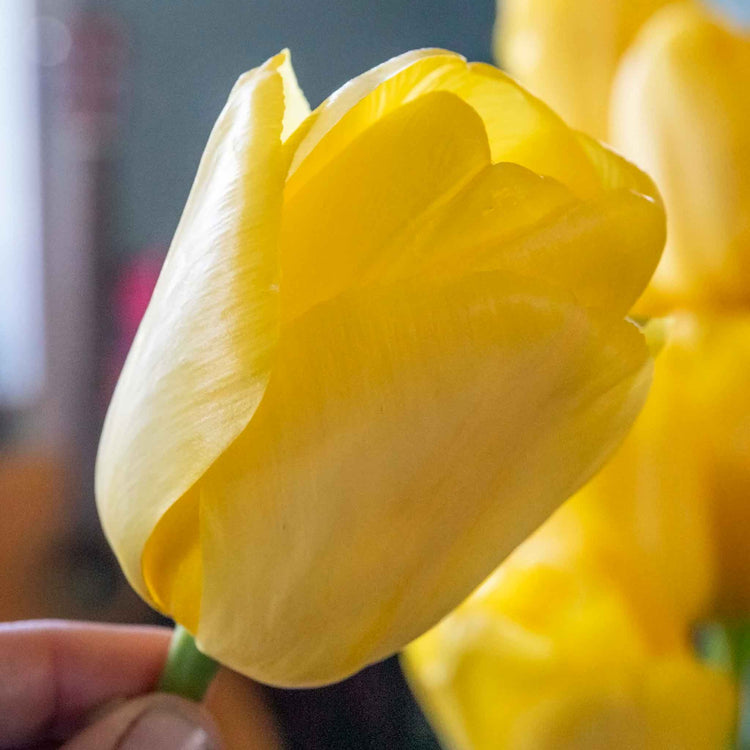 Tulip 'World Friendship'