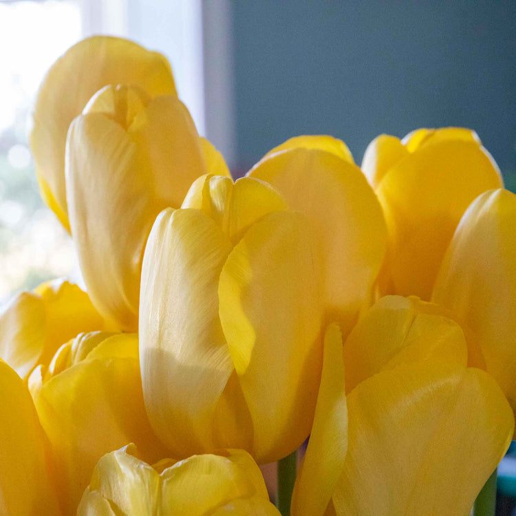 Tulip 'World Friendship'