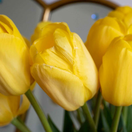 Tulip 'World Friendship'