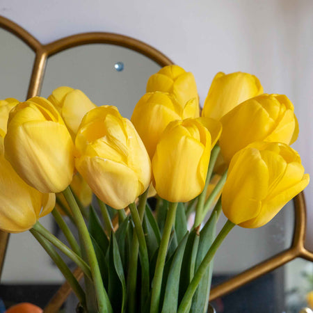 Tulip 'World Friendship'