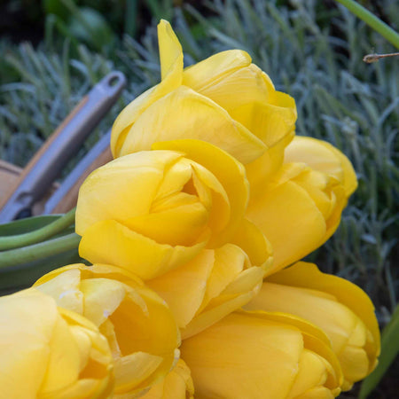 Tulip 'World Friendship'