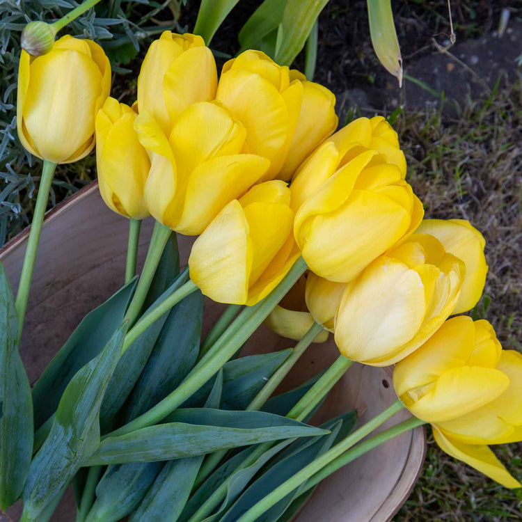 Tulip 'World Friendship'