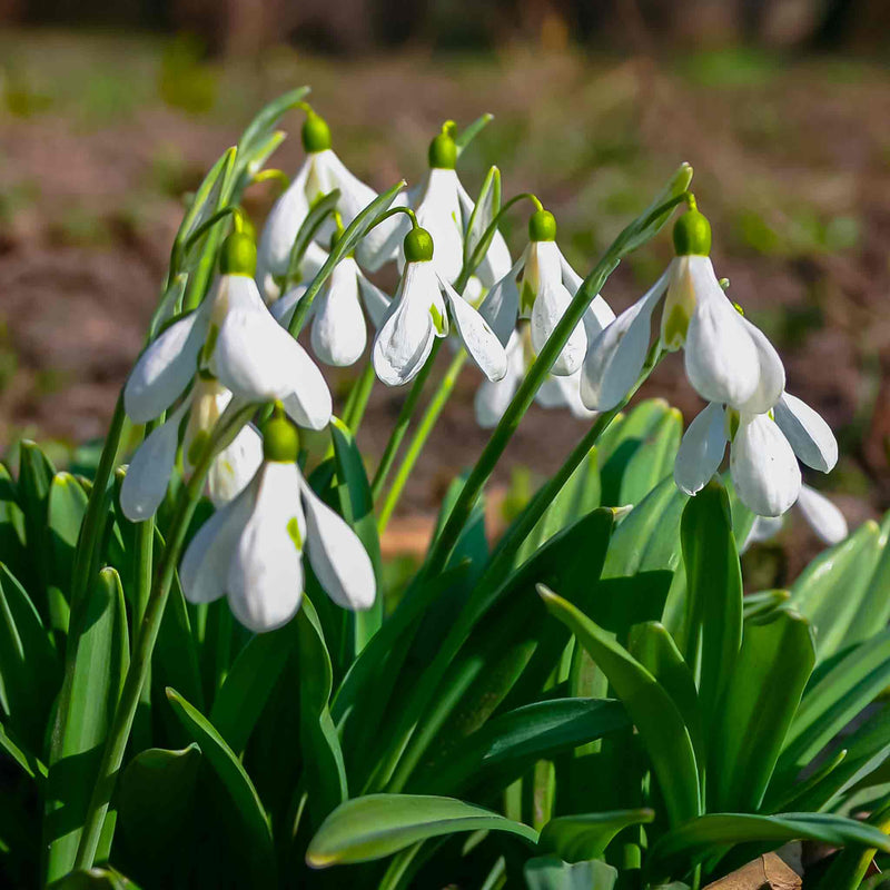 Giant Snowdrop (Galanthus Elwesii) Bulbs