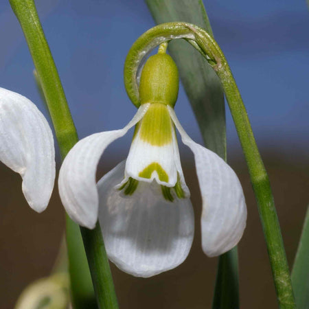 Giant Snowdrop (Galanthus Elwesii) Bulbs