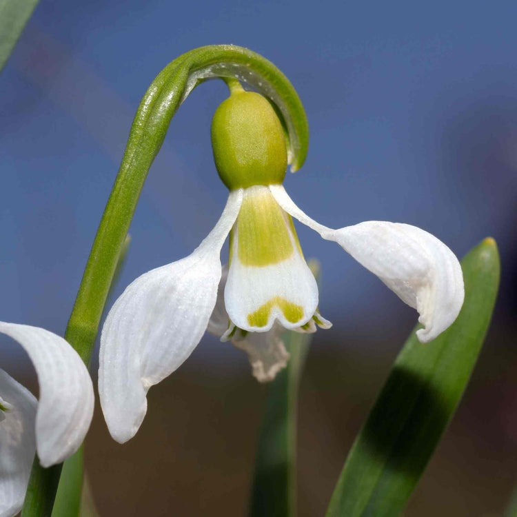 Giant Snowdrop (Galanthus Elwesii) Bulbs