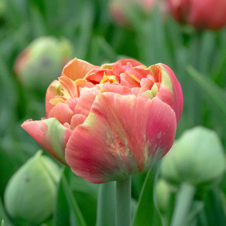Tulip 'Copper Image'
