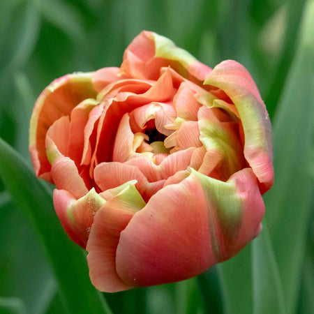 Tulip 'Copper Image'