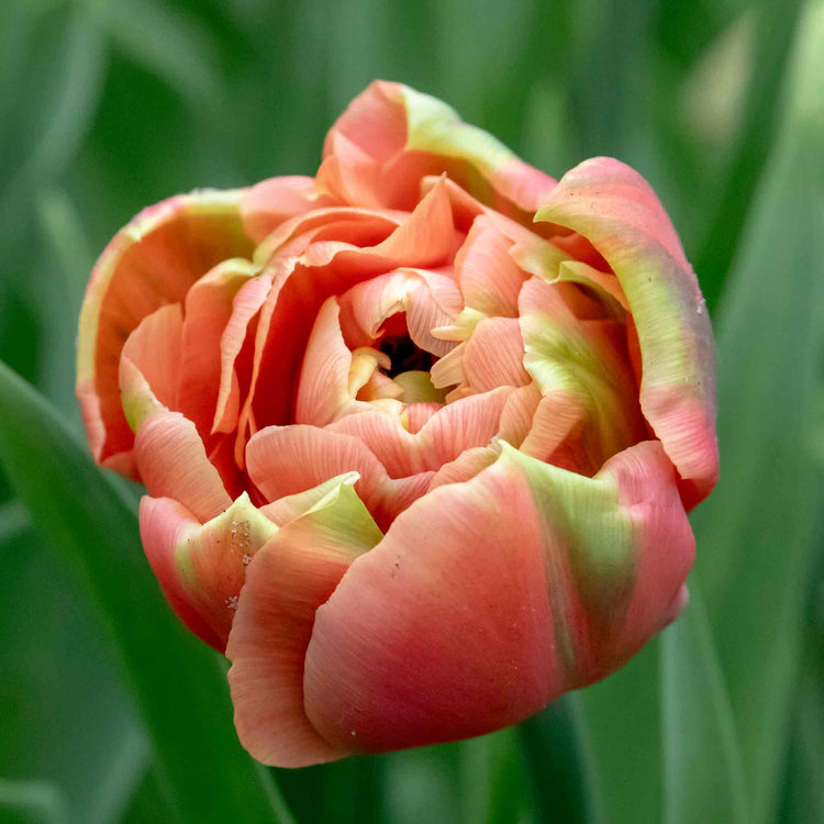 Tulip 'Copper Image'
